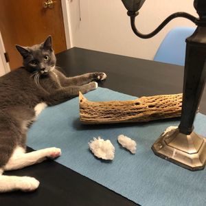 Meet your Posher, Max